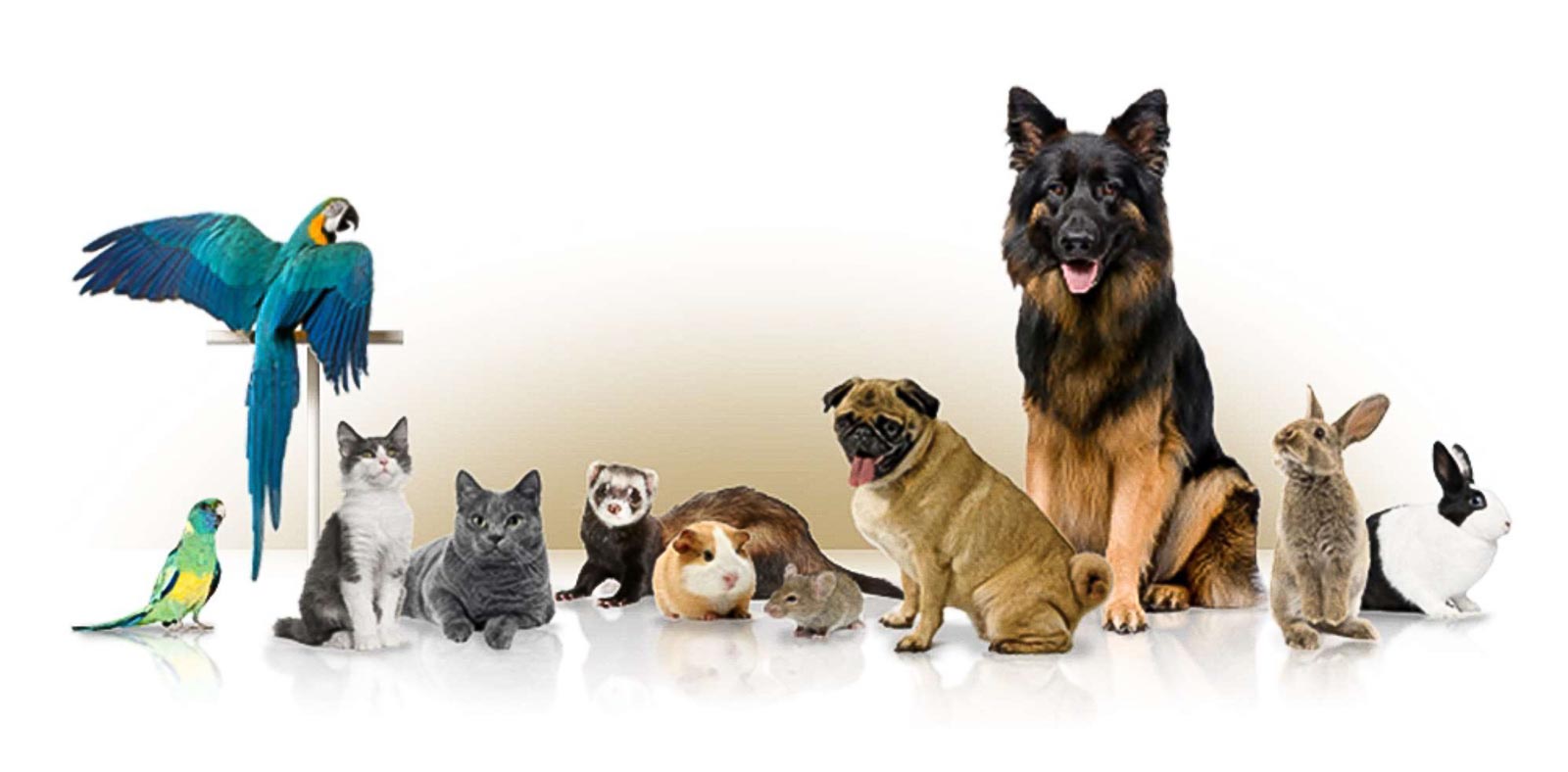 Vasárnap kisállat vásár lesz Kunfehértón – fontos tudnivalók a résztvevőknek!